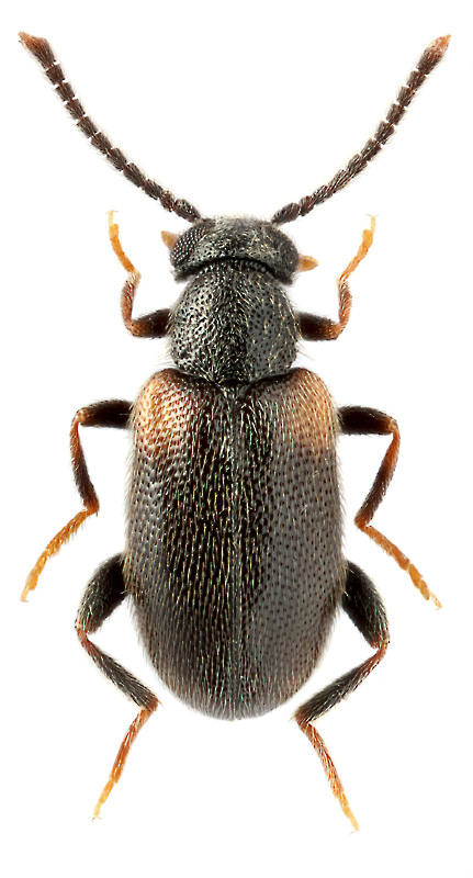 Pseudolotelus sp.