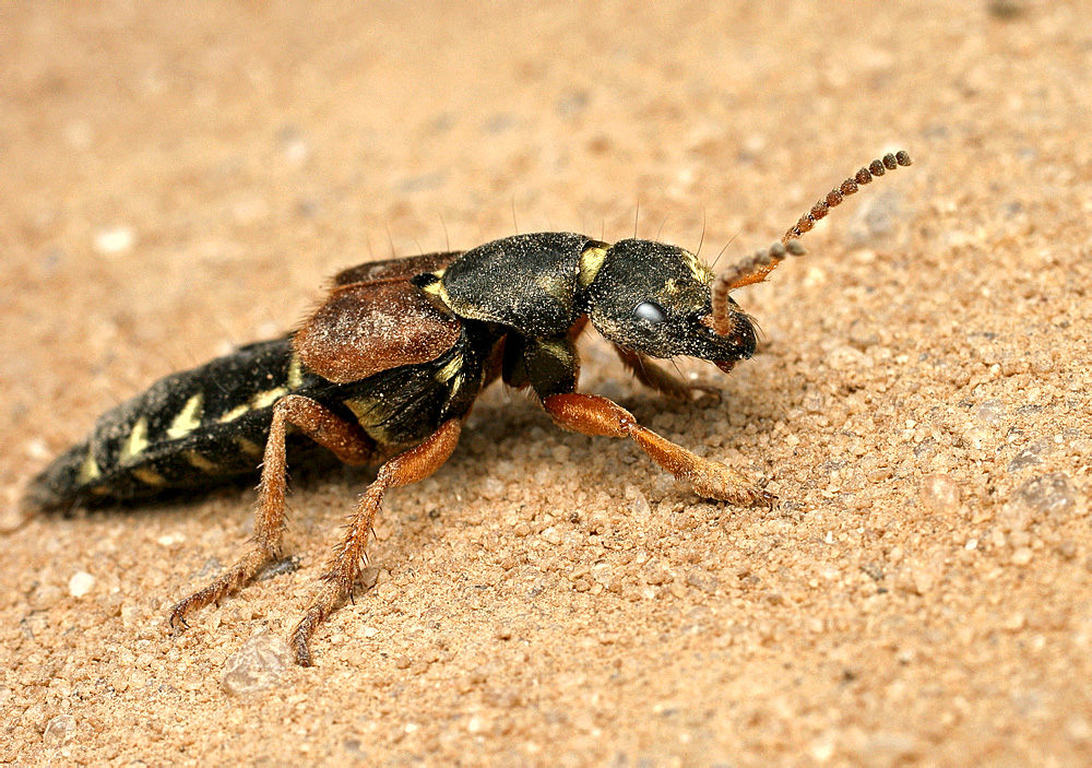 Staphylinus caesareus