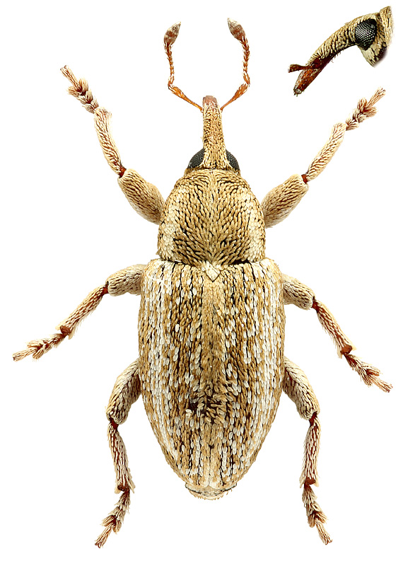 Tychius longulus Desbrochers, 1873