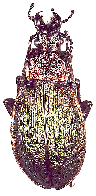 Carabus (Morphocarabus) mestsherjakovi zherichini Shilenkov, 1990