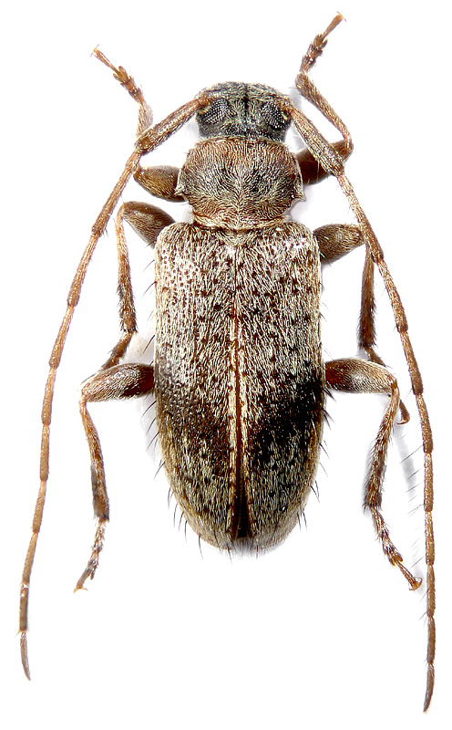 Exocentrus pseudopunctipennis 