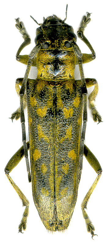 
   Saperda   maculosa  