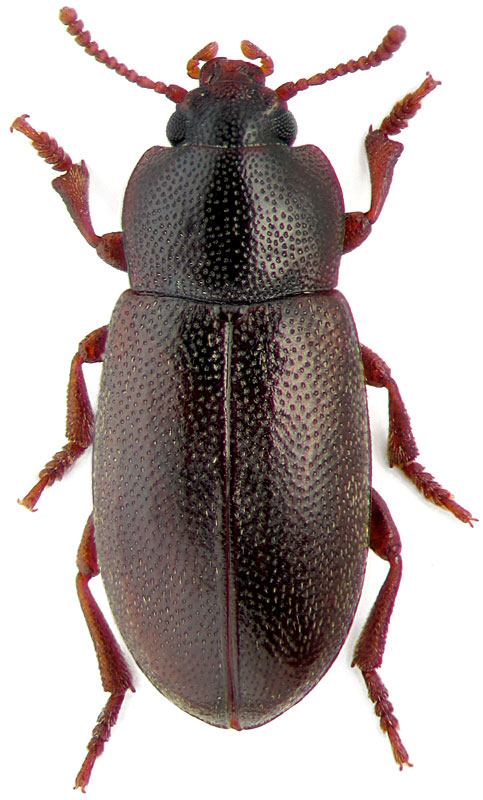 Micropedinus algae Lew.