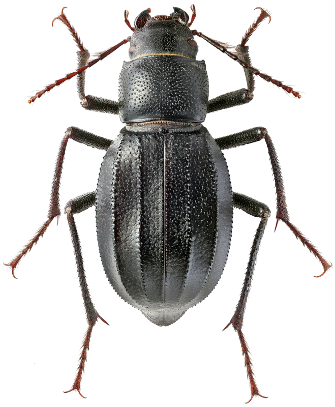 Ocnera lepidacantha F.-W.