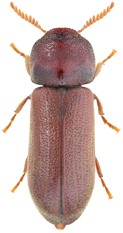 Ptilinus pectinicornis Linnaeus