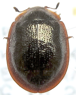 Thymalus aubei subtilis Reitter, 1889.