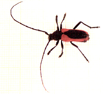 Purpuricenus kaehleri L.