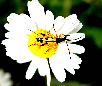 Rutpela maculata (Poda)