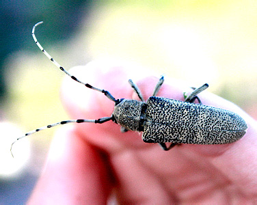 Saperda carcharias L.