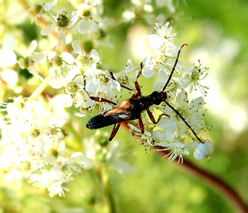 Stenocorus meridianus L.