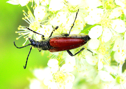 Anastrangalia reyi (Heyd., 1889)