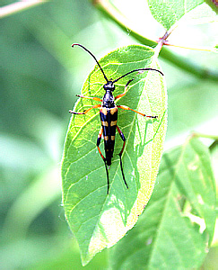 Strangalia attenuata L.