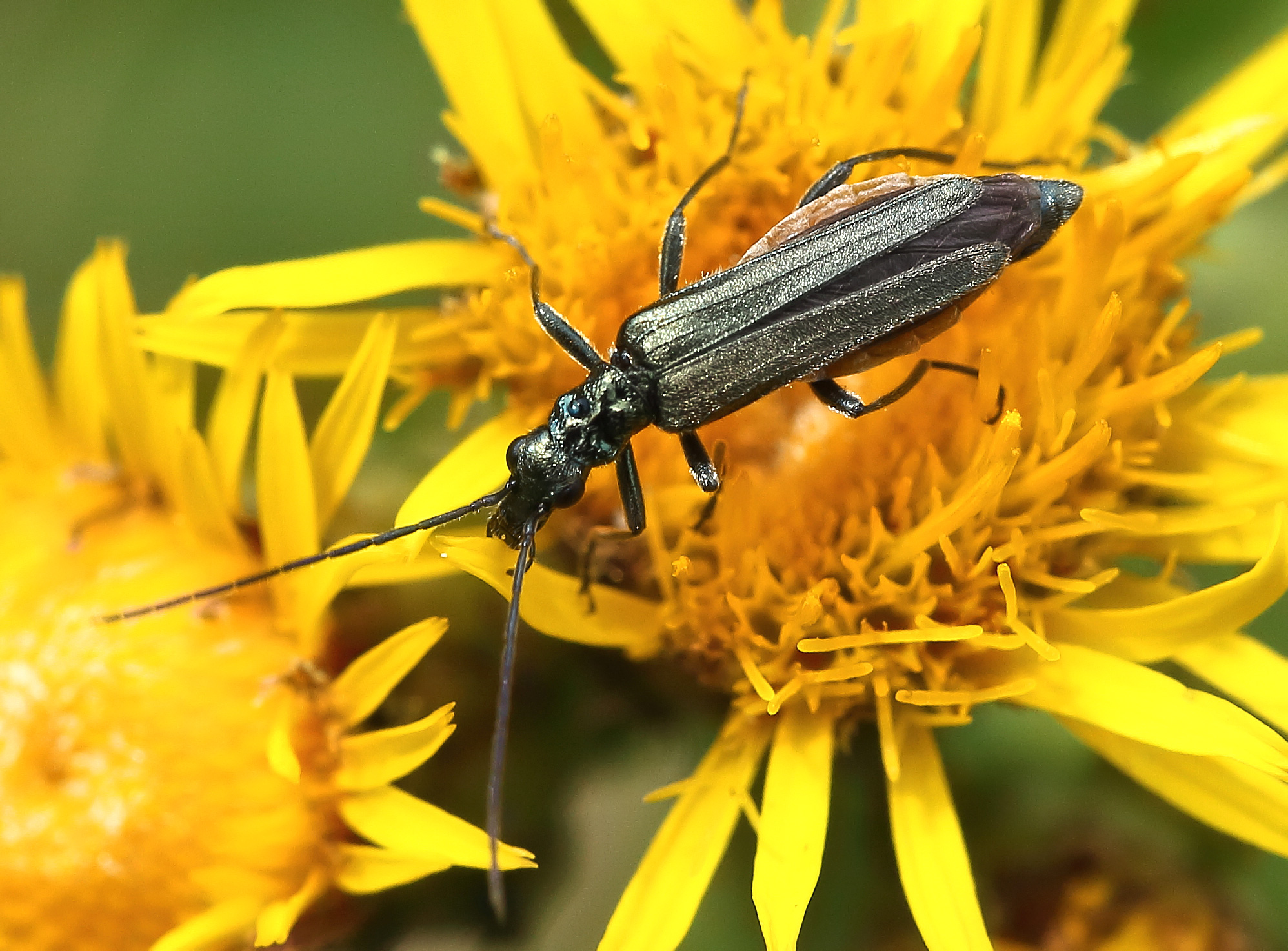 Узконадкрылка Oedemera virescens (Linnaeus, 1767)