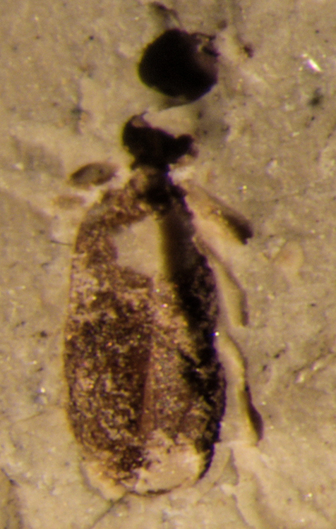 2_9457_Anthicidae