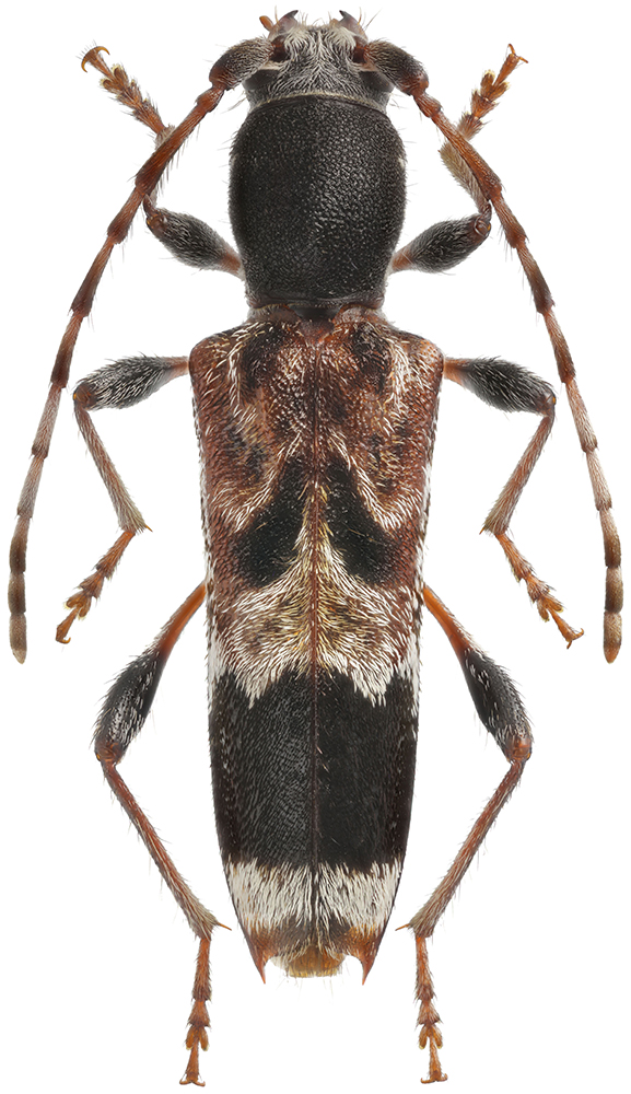 Aglaophis_colobotheoides_B_female