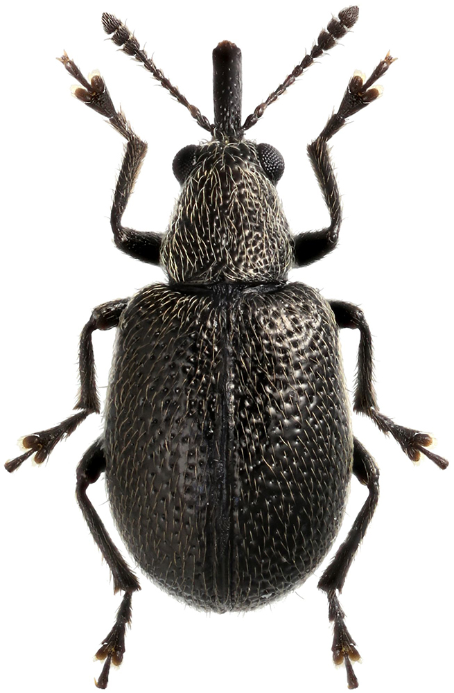 Auletobius_puberulus_A