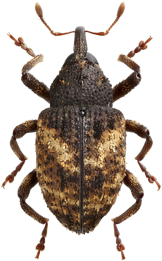 Caenocryptorrhynchus_zherichini_A_male