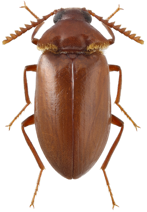 Cornucistela_anichtchenkoi_A_male