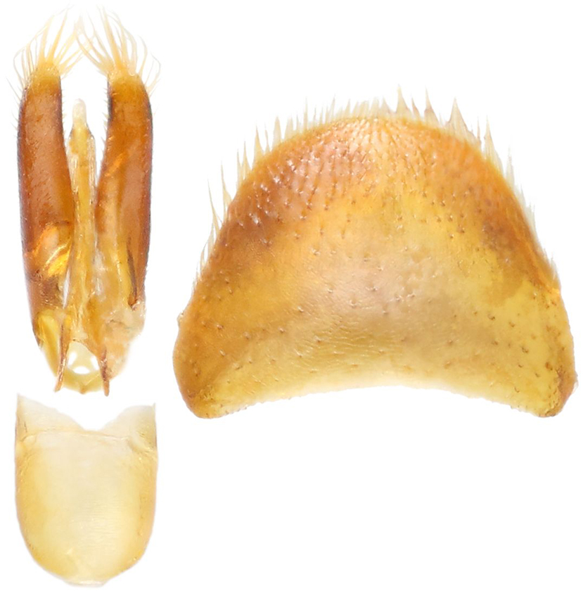 Dermestes_depressus_B_male_genitalia