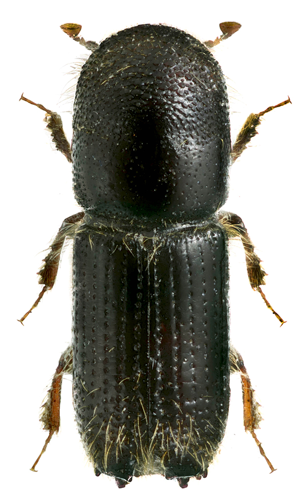 Orthotomicus_longicollis