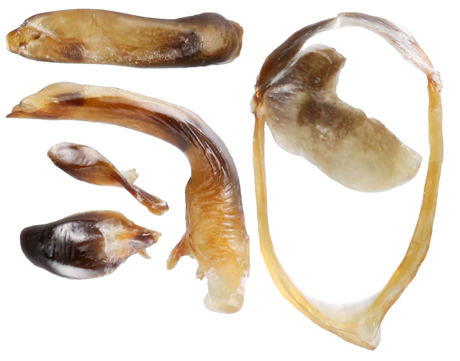 Peronomerus_auripilis_C_male_genitalia