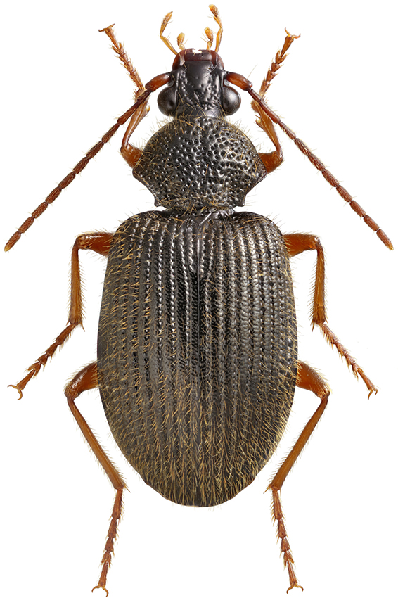 Peronomerus_fumatus_A_female