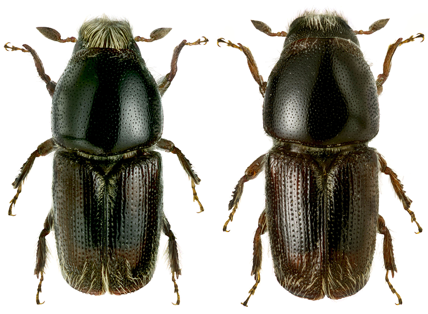 Scolytus_pubescens