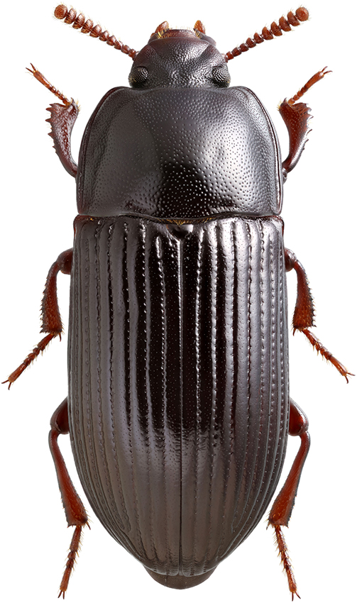 Uloma_latimanus_B_female