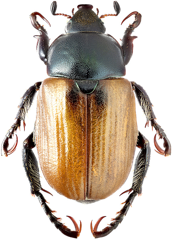 Anisoplia austriaca Herbst, 1783