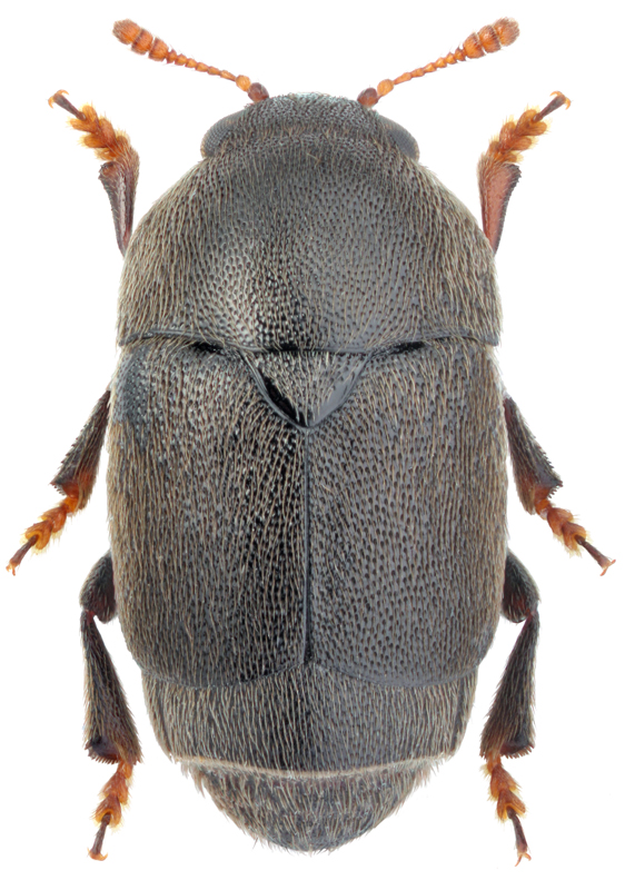 Brachypterolus pulicarius (L., 1758 )