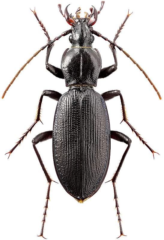 Carabus pseudodepressus Machard, 1988