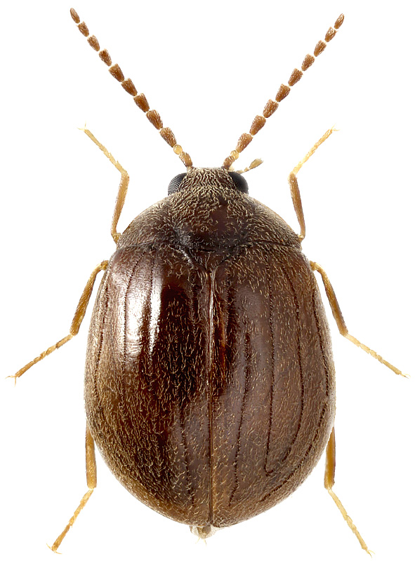 Eubria palustris Germ., 1818