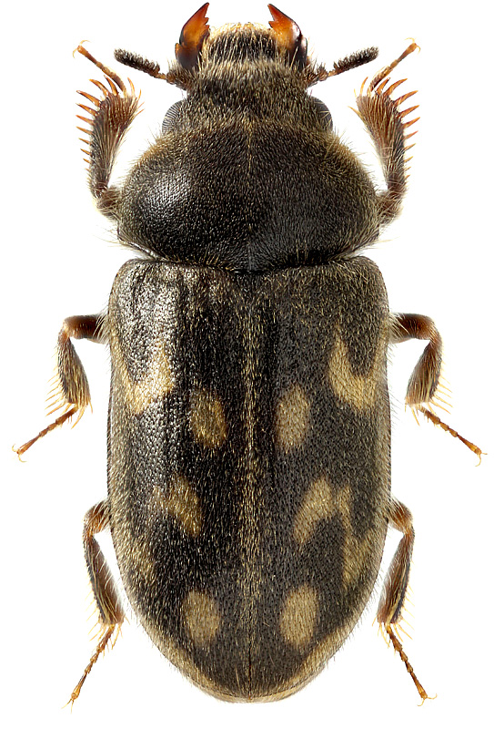 Heterocerus marginatus F., 1787