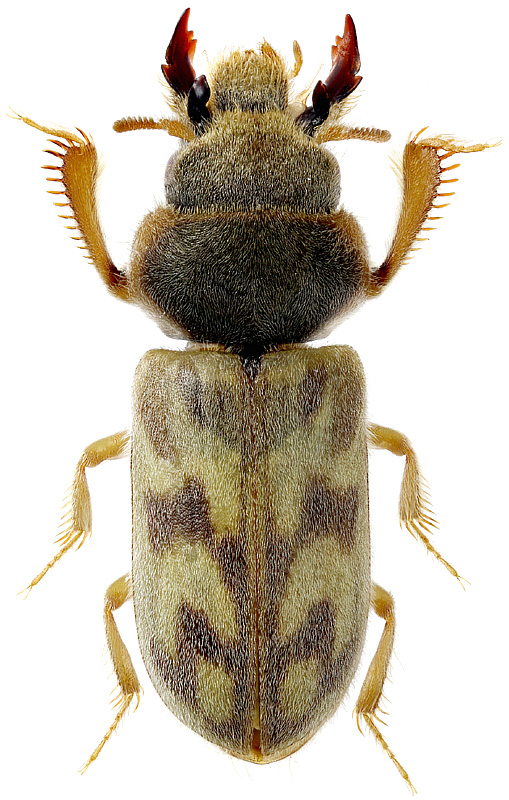 Heterocerus parallelus Gebler, 1830