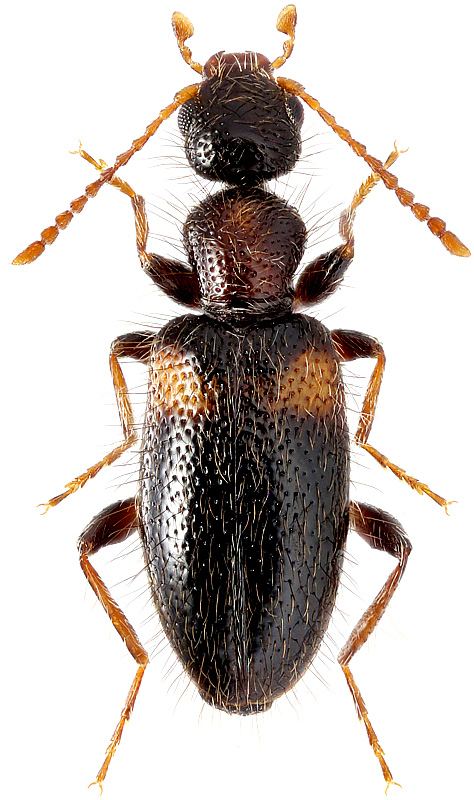 Hirticomus hispidus Rossi, 1792