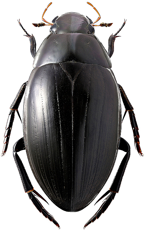 Hydrophilus aterrimus Eschsch., 1822