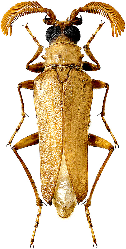 Microarthron komaroffi Dohrn, 1885