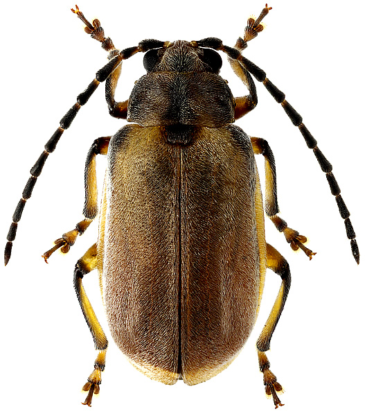 Pyrrhalta annulicornis Baly, 1874