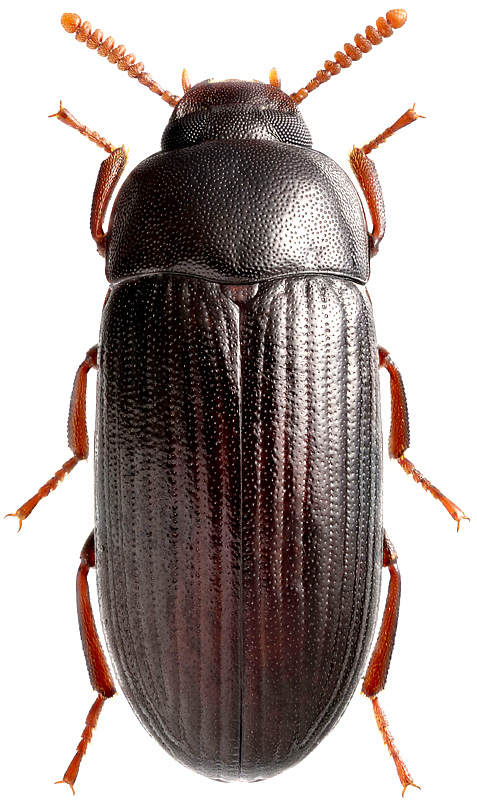 Ulomoides dermestoides Fairmair, 1893