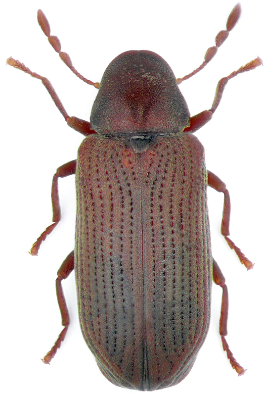 Anobium punctatum (Anobiidae) - атлас жуков России