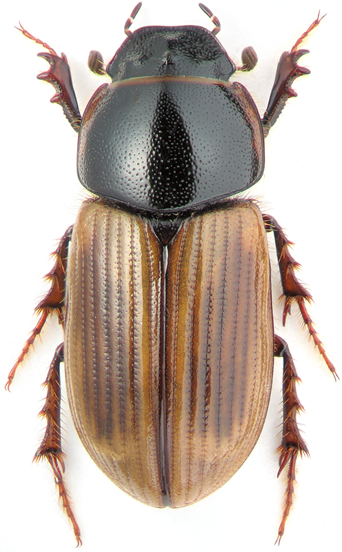 aphodius_caspius