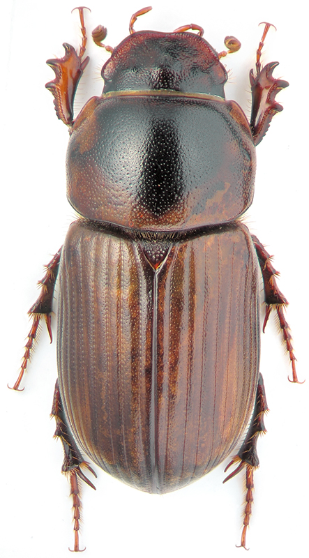 Aphodius hydrochaeres F.