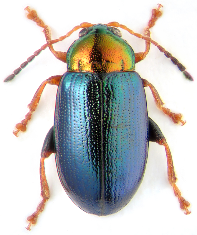 Chalcoides nitidula