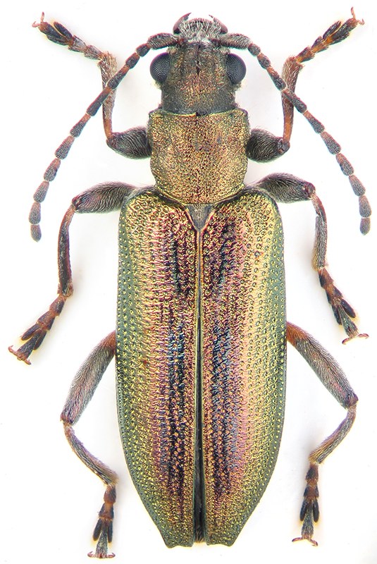 Donacia vulgaris Zschach