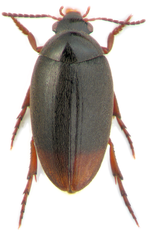 Eucinetus haemorrhous Duft.