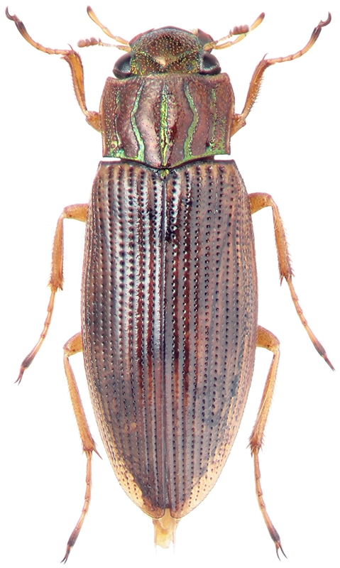 Helophorus kirgisicus