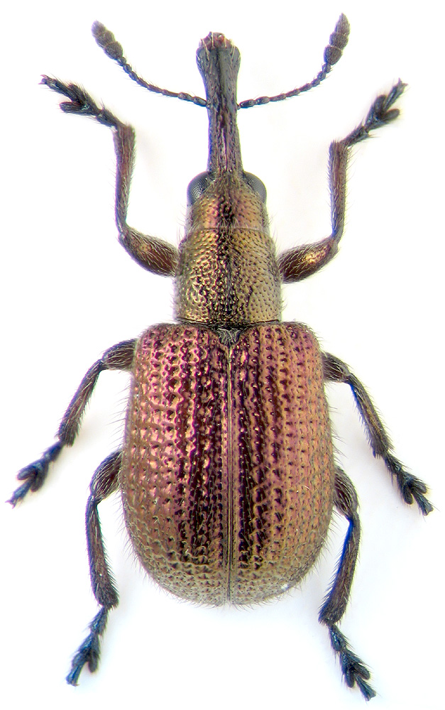 Involvulus cupreus