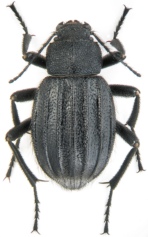 Lasiostola pubescens Rtt.