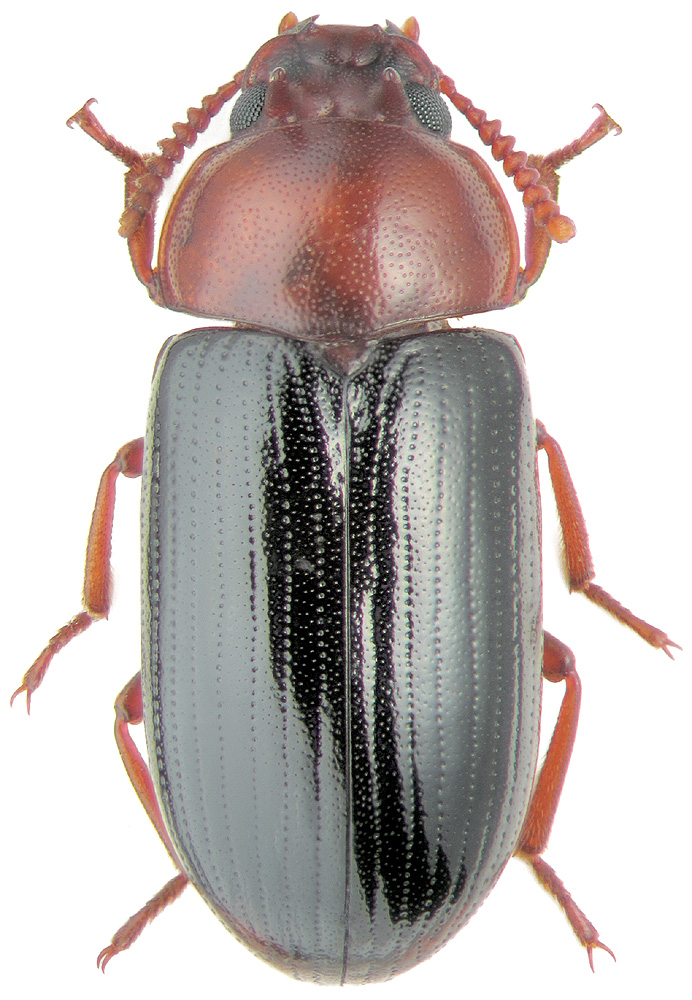 Oplocephala haemorrhoidalis F.