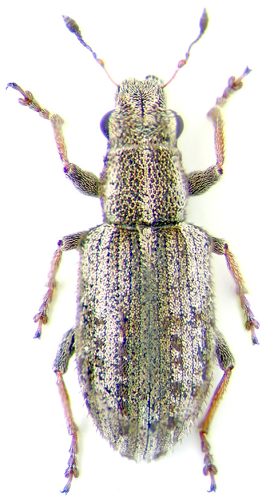 Sitona macularius Marsham